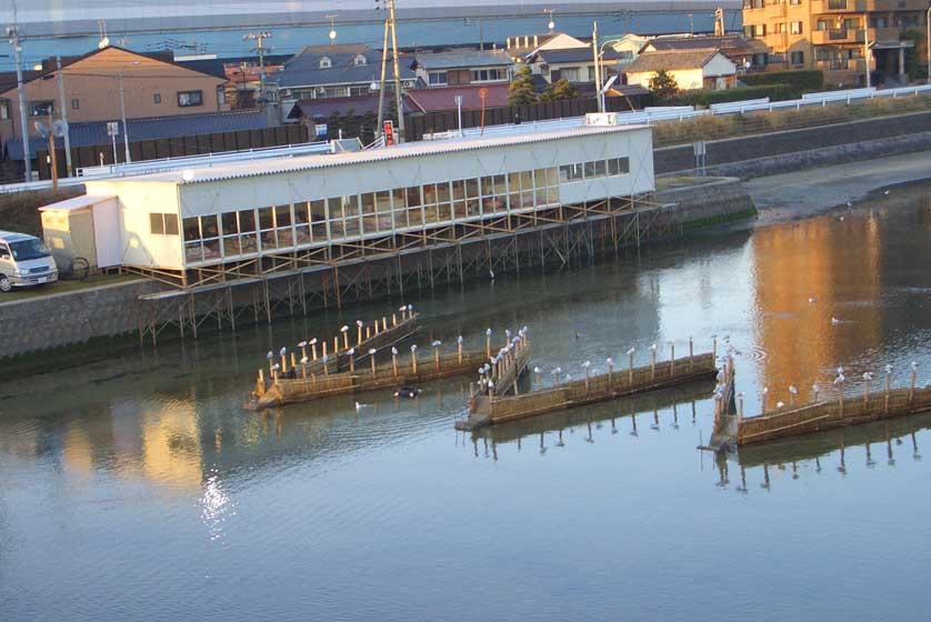 Rùng mình món cá nhảy múa, cho vào miệng cá vẫn nhảy tanh tách-3