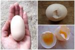 Nếu trứng có dấu hiệu này, dù giá rẻ như bèo cũng đừng dại ăn!