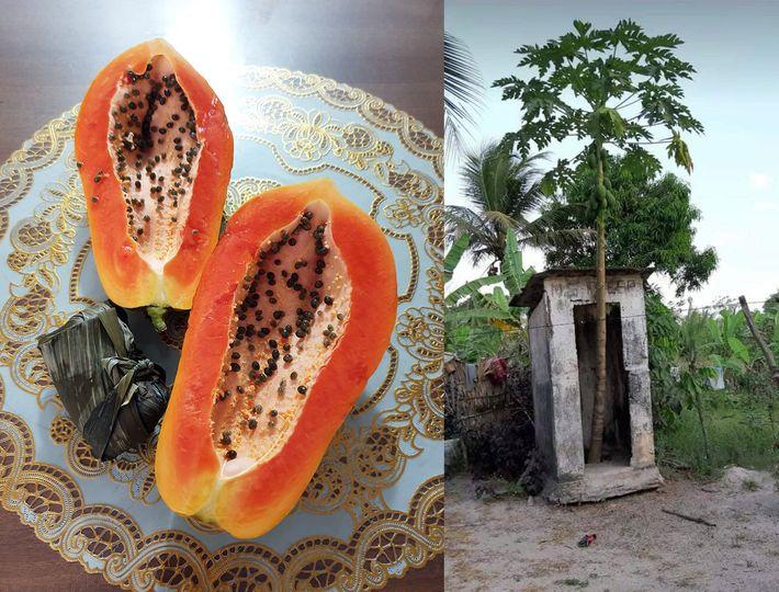 Những kiểu cây sai trĩu quả nhưng tư thế mọc đố bắt nổi em’-1