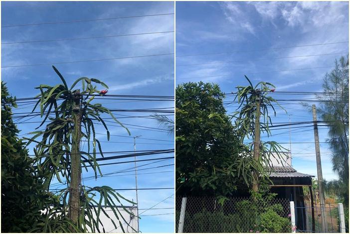 Những kiểu cây sai trĩu quả nhưng tư thế mọc đố bắt nổi em’-2