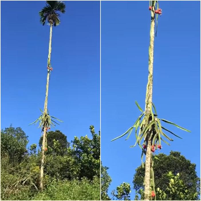 Những kiểu cây sai trĩu quả nhưng tư thế mọc đố bắt nổi em’-4