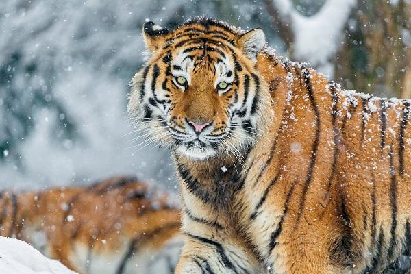 Từ Tết Trung thu, những con giáp đạt vận may, sự nghiệp trải thảm-1