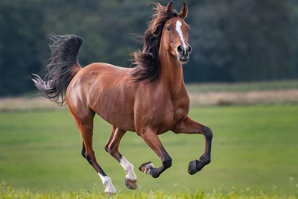 Từ Tết Trung thu, những con giáp đạt vận may, sự nghiệp trải thảm-3