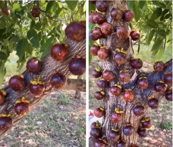 Quả nhãn đột biến to bằng quả bưởi, để ý kỹ mới thấy đáng ngờ-3