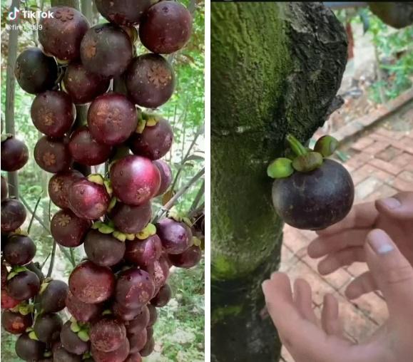 Quả nhãn đột biến to bằng quả bưởi, để ý kỹ mới thấy đáng ngờ-4