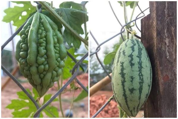 Quả nhãn đột biến to bằng quả bưởi, để ý kỹ mới thấy đáng ngờ-5