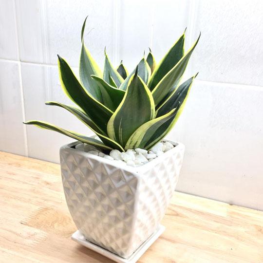 6 loại cây trồng trong bếp khử mùi cực sạch, hút tài lộc vào nhà-1