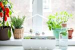 6 loại cây trồng trong bếp khử mùi 'cực sạch', hút tài lộc vào nhà