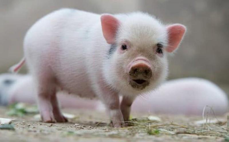 3 con giáp sinh vào giờ Âm lịch này, bản mệnh phú quý-3