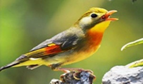 Trắc nhiệm vui tìm hiểu bạn có đặc điểm nào mà ít người biết đến-4