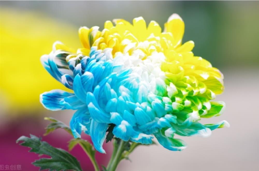 Chọn 1 bông hoa để biết trong cuộc đời này bạn biết ơn ai nhất-1