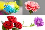 Top 5 loài hoa phong thủy mang đến phú quý, vinh hoa-2