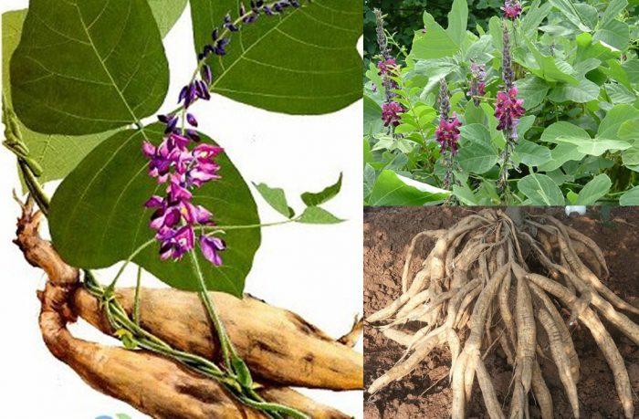 Biết nơi này 1 triệu đồng/1kg bột sắn dây sẽ không ai để phí trong tủ-1