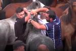 Lễ hội thuần hóa ngựa hoang của người Tây Ban Nha