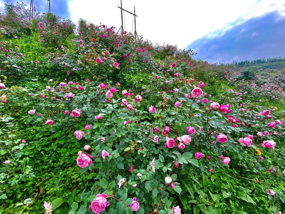 Mùa hoa Sa Pa đã tới rồi, bạn có nhớ cái hẹn lúc thu về?-4