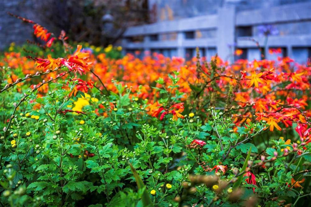 Mùa hoa Sa Pa đã tới rồi, bạn có nhớ cái hẹn lúc thu về?-6