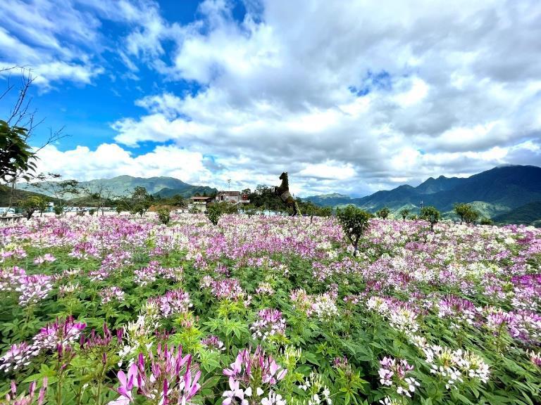 Mùa hoa Sa Pa đã tới rồi, bạn có nhớ cái hẹn lúc thu về?-8