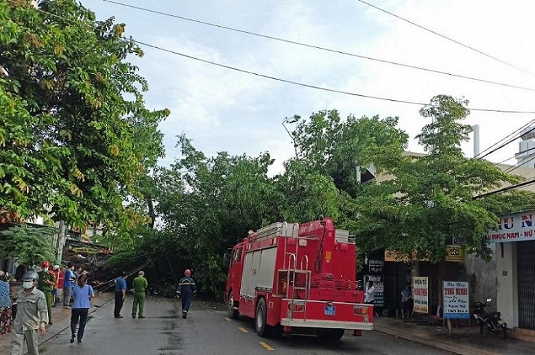 Cây đa 200 tuổi ở Quảng Ngãi bật gốc, đổ đè người đi đường tử vong-1