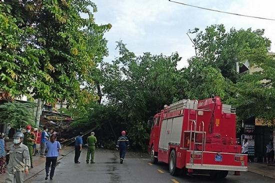Cây đa 200 tuổi ở Quảng Ngãi bật gốc, đổ đè người đi đường tử vong