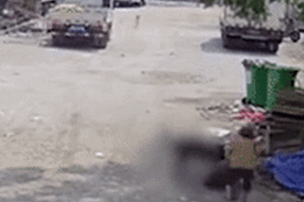 Cụ bà bị chó dữ cắn tử vong, tài xế bỏ đi như không thấy gì-1