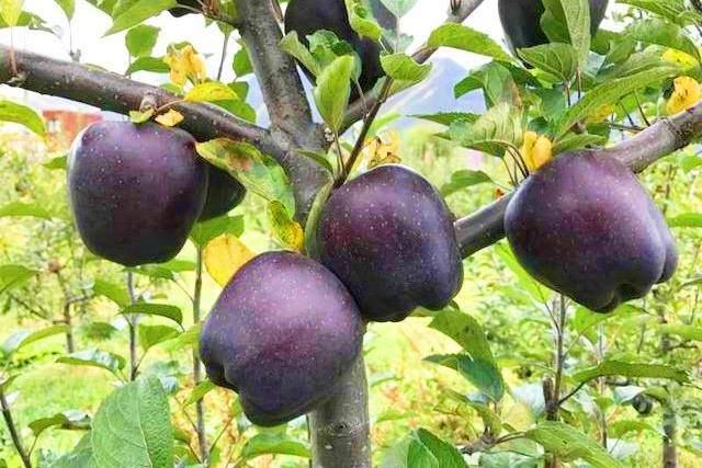 Tận mục giống táo ví như kim cương đen, nửa triệu đồng/quả-2