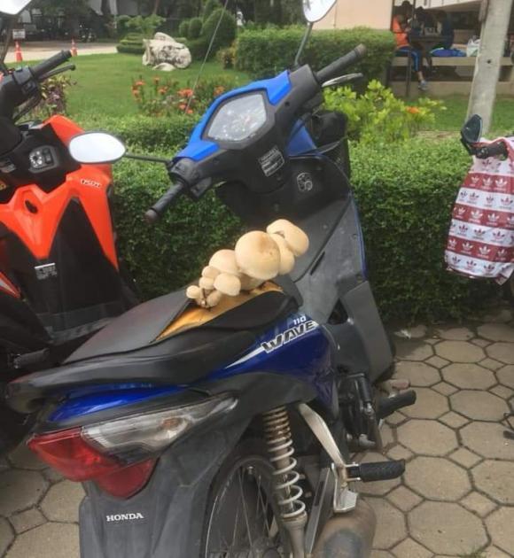 Xe máy nở hoa, ô tô chuột làm tổ sau 2 tháng nghỉ giãn cách-1