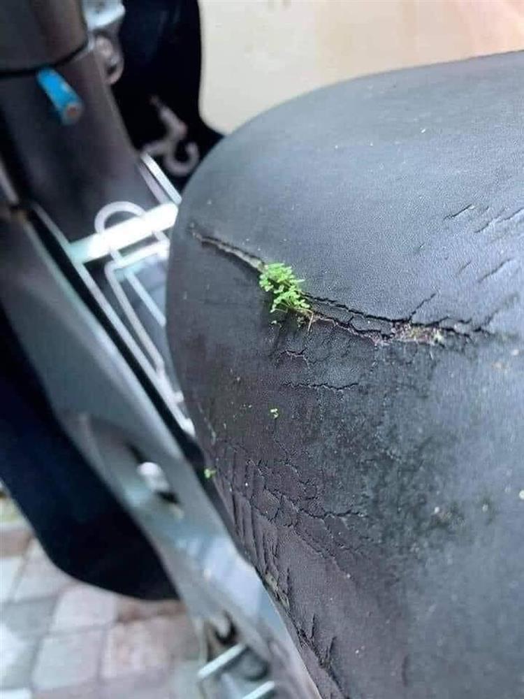 Xe máy nở hoa, ô tô chuột làm tổ sau 2 tháng nghỉ giãn cách-5