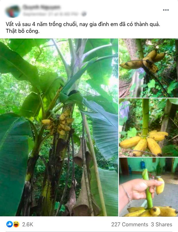 Vất vả 4 năm trồng chuối, ra vườn thu hoạch mà rớt nước mắt-1