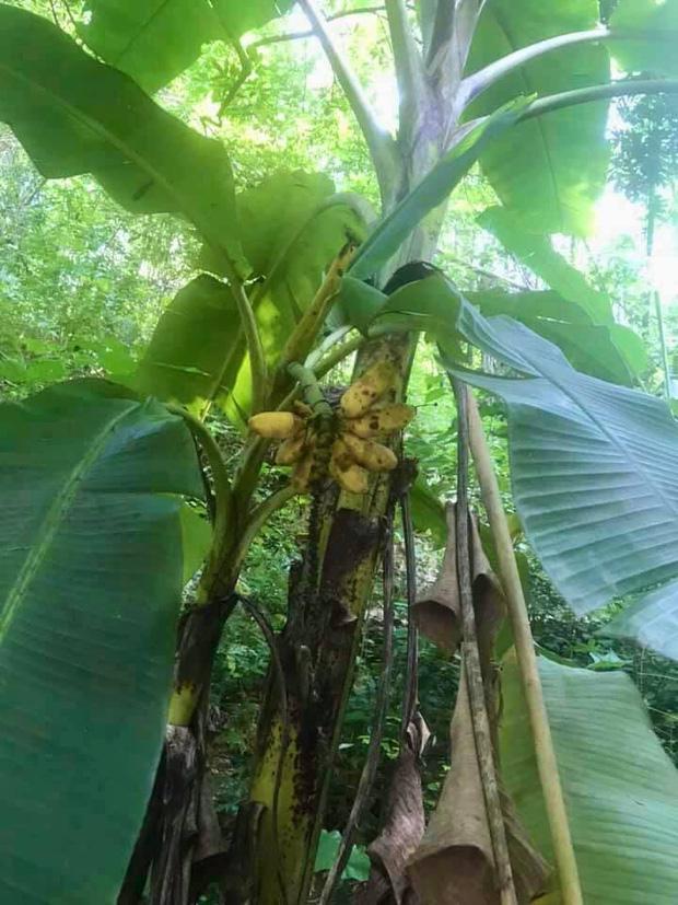 Vất vả 4 năm trồng chuối, ra vườn thu hoạch mà rớt nước mắt-2