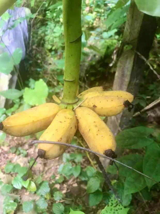 Vất vả 4 năm trồng chuối, ra vườn thu hoạch mà rớt nước mắt-3