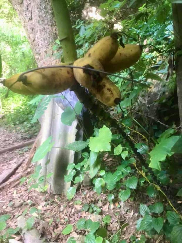 Vất vả 4 năm trồng chuối, ra vườn thu hoạch mà rớt nước mắt-4