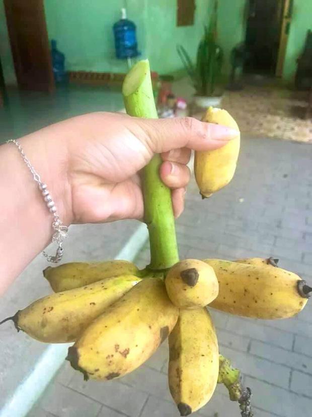 Vất vả 4 năm trồng chuối, ra vườn thu hoạch mà rớt nước mắt-5