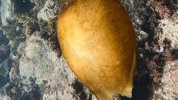 Khoe viên ngọc màu cam, anh ngư dân tím mặt khi đọc bình luận-2