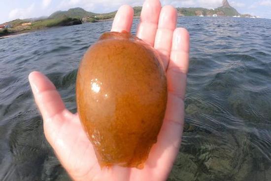 Khoe viên ngọc màu cam, anh ngư dân 'tím mặt' khi đọc bình luận