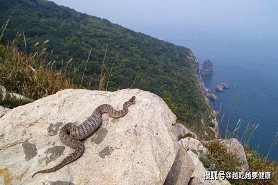 Rợn người hòn đảo gần 20.000 con rắn độc trong 1km2