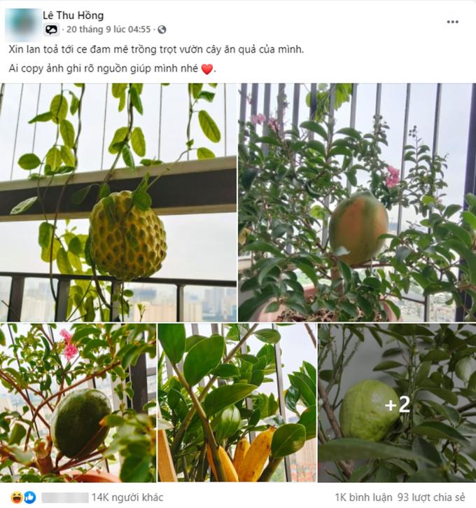 Chủ nhà thừa tiền, trồng nguyên cái vườn đột biến ngoài ban công-1