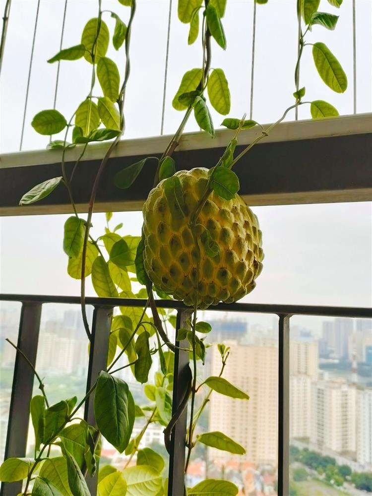 Chủ nhà thừa tiền, trồng nguyên cái vườn đột biến ngoài ban công-2