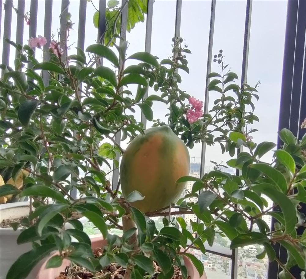 Chủ nhà thừa tiền, trồng nguyên cái vườn đột biến ngoài ban công-3