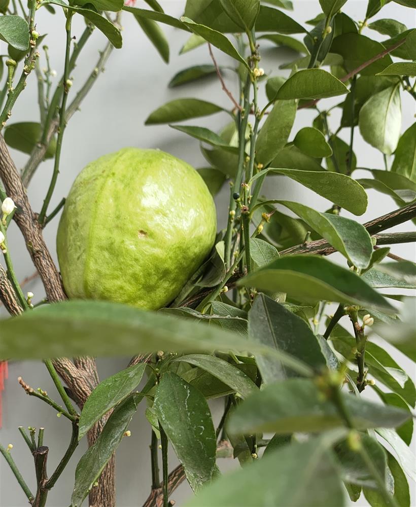 Chủ nhà thừa tiền, trồng nguyên cái vườn đột biến ngoài ban công-6