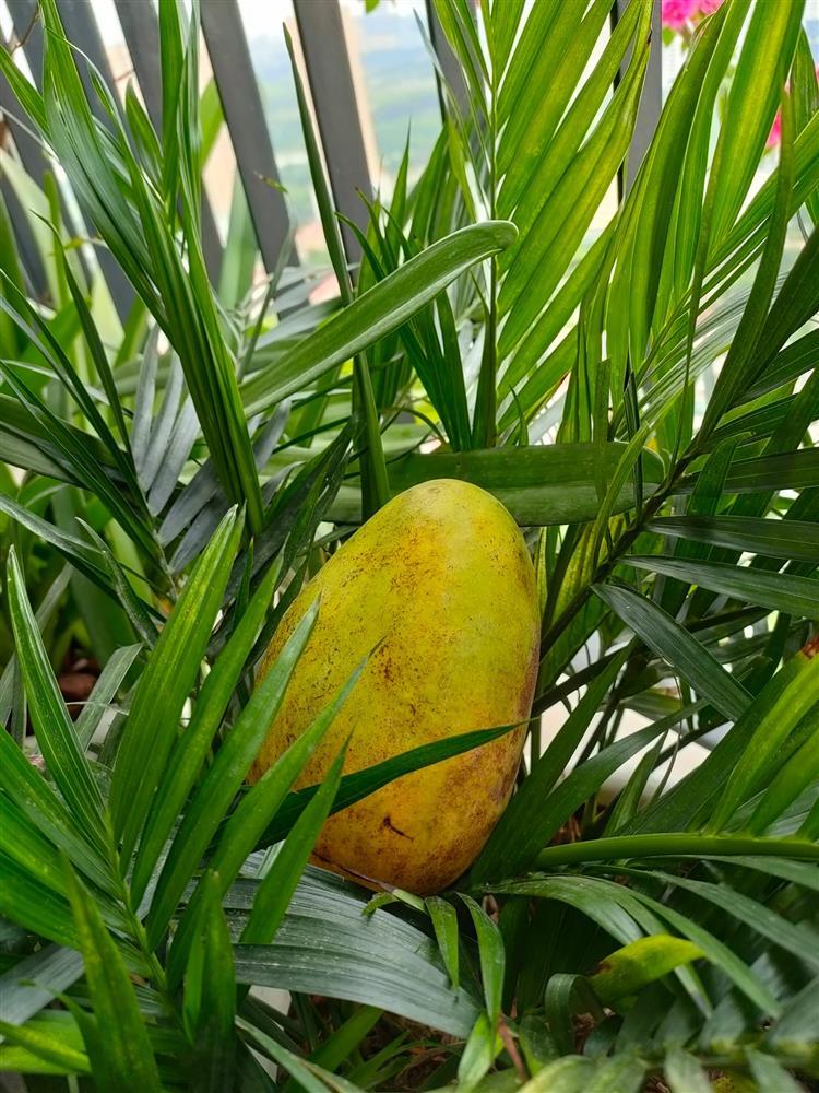 Chủ nhà thừa tiền, trồng nguyên cái vườn đột biến ngoài ban công-7