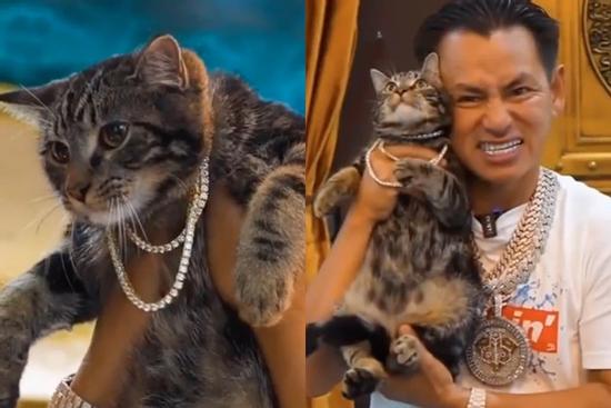 Đẳng cấp mèo nhà triệu phú: Đeo sương sương vài chục viên kim cương
