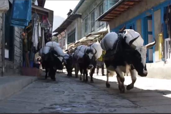 Nghề khuân vác đầy khắc nghiệt ở Nepal