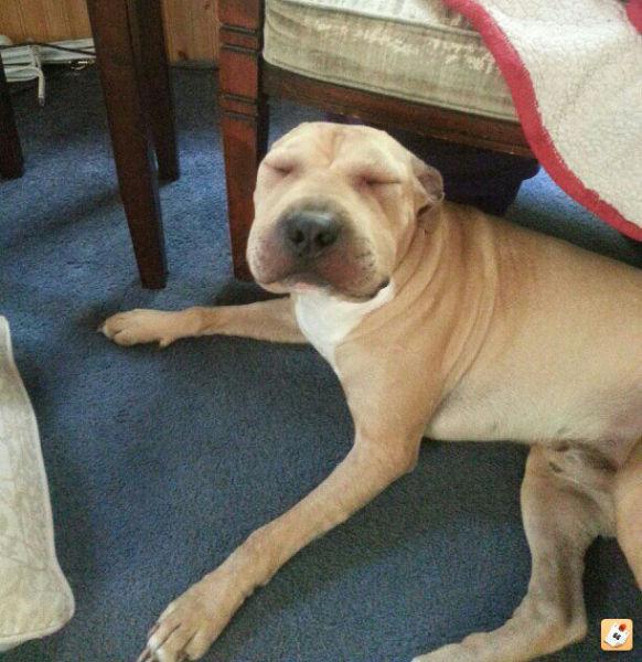 Cạn lời với những khuôn mặt đáng thương bị ong đốt túi bụi-7