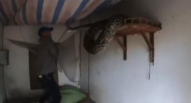 Clip: Trăn khủng bò vào nhà, trườn lên bàn thờ tấn công người-1