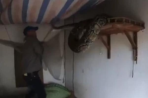 Xôn xao clip trăn khổng lồ mắc trên dây điện, dân tình la hét sợ hãi-1