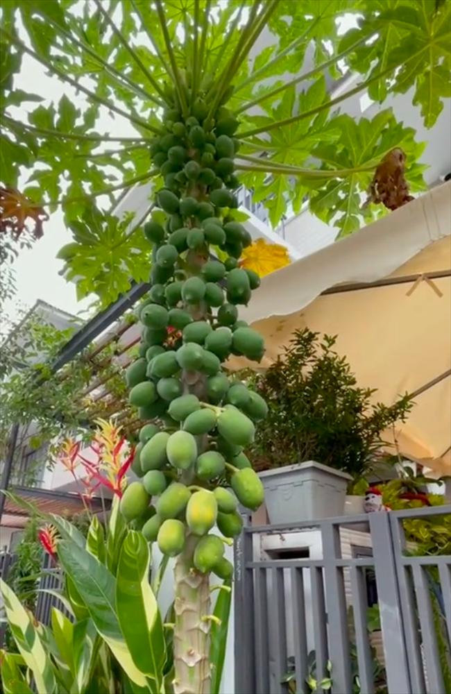 Cây ớt ra đúng 1 quả chỗ hiểm và loạt cây thích mọc bừa phứa-2