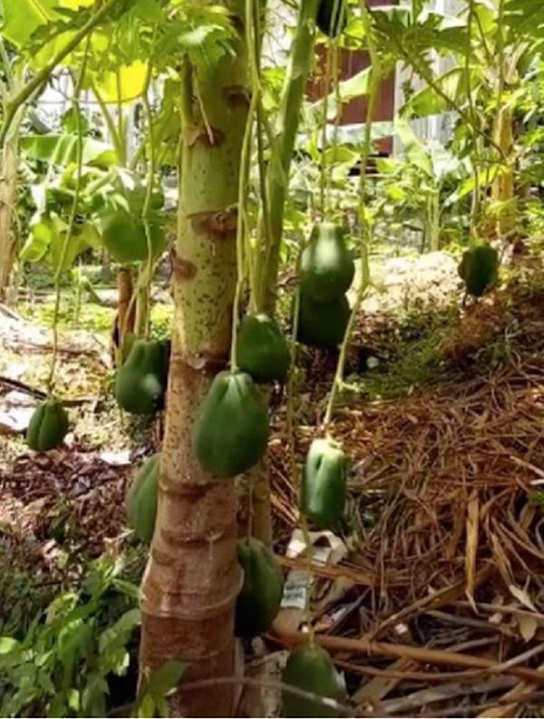 Cây ớt ra đúng 1 quả chỗ hiểm và loạt cây thích mọc bừa phứa-3