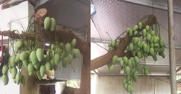 Cây ớt ra đúng 1 quả chỗ hiểm và loạt cây thích mọc bừa phứa-4