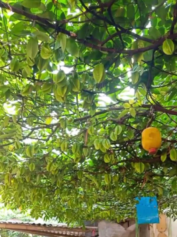 Cây ớt ra đúng 1 quả chỗ hiểm và loạt cây thích mọc bừa phứa-5