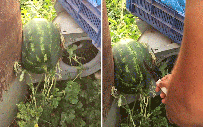 Cây ớt ra đúng 1 quả chỗ hiểm và loạt cây thích mọc bừa phứa-6